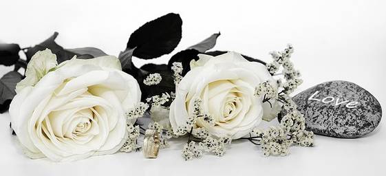 Quelle: Bild von <a href="https://pixabay.com/de/users/anncapictures-1564471/?utm_source=link-attribution&utm_medium=referral&utm_campaign=image&utm_content=2823102">anncapictures</a> auf <a href="https://pixabay.com/de/?utm_source=link-attribution&utm_medium=referral&utm_campaign=image&utm_content=2823102">Pixabay</a>